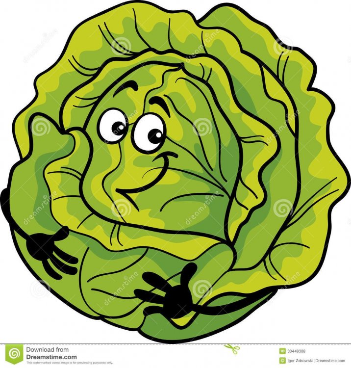 cabbage1.jpg