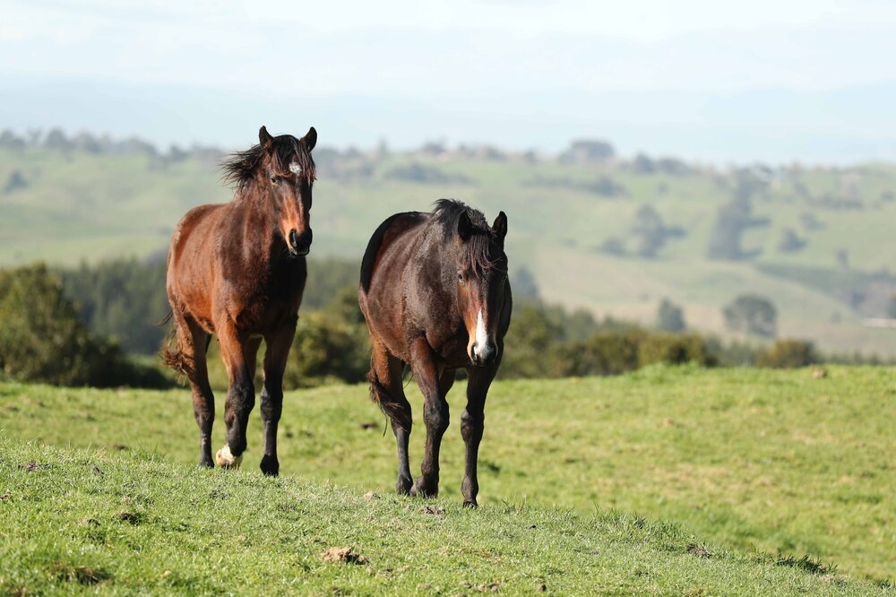 2022 Kaimanawa Muster Day 118-101.jpg