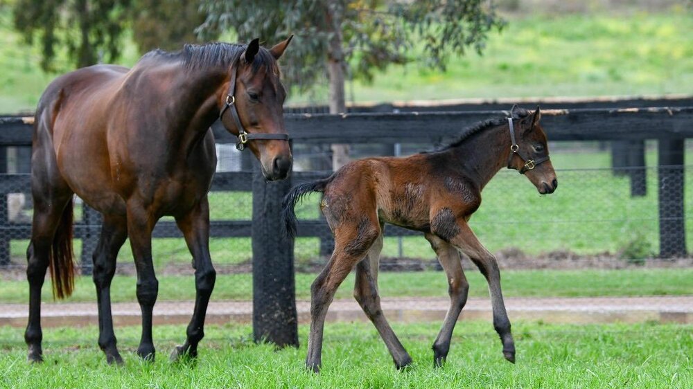 Winx Foal.jpg