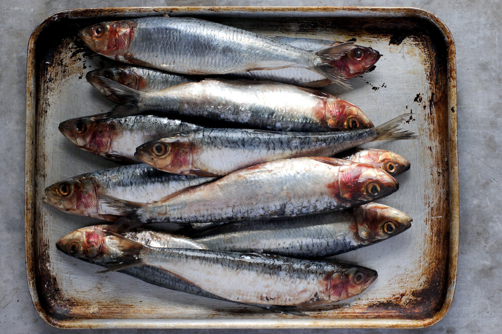 Sardines.jpg