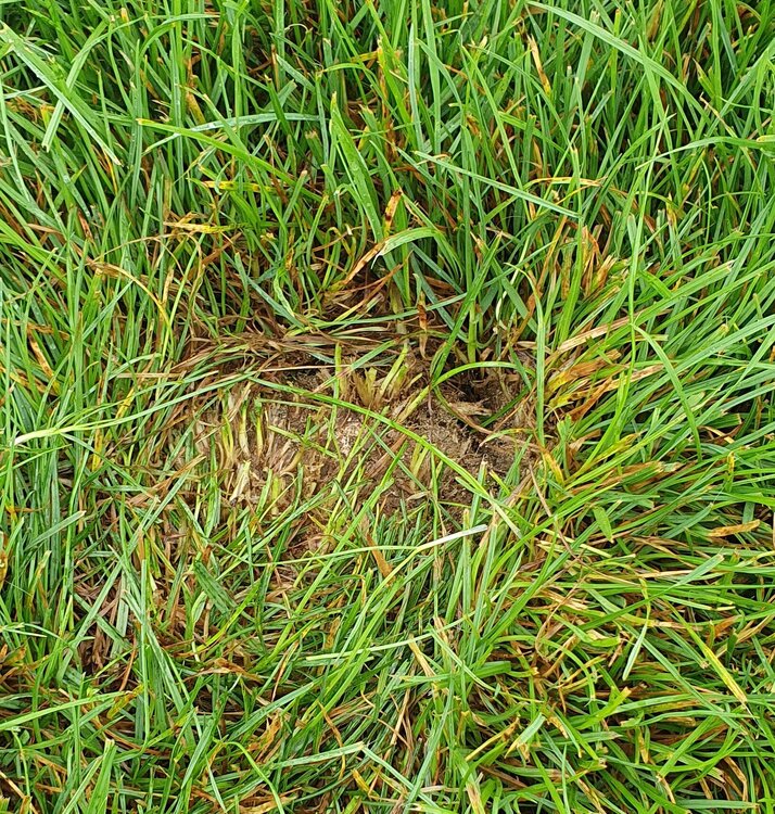 Ellerslie turf closeup.jpg