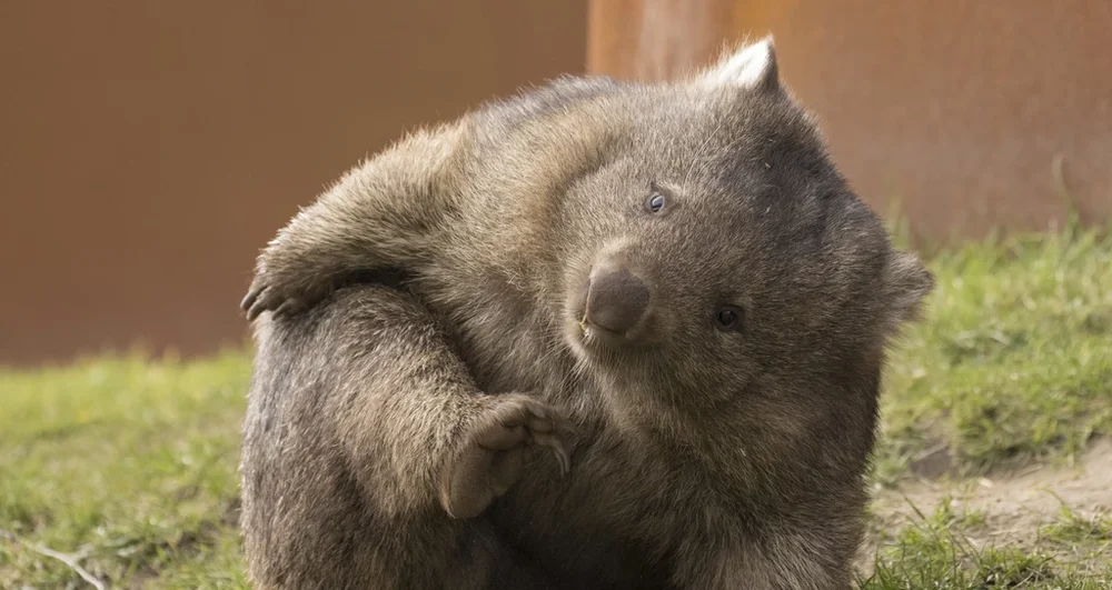 Wombat.webp