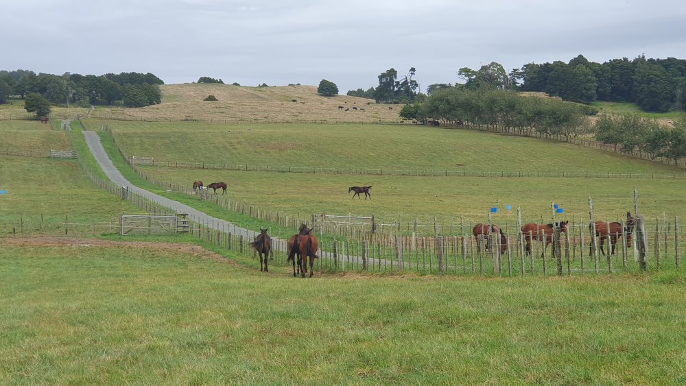 Waikato-pasture.jpg